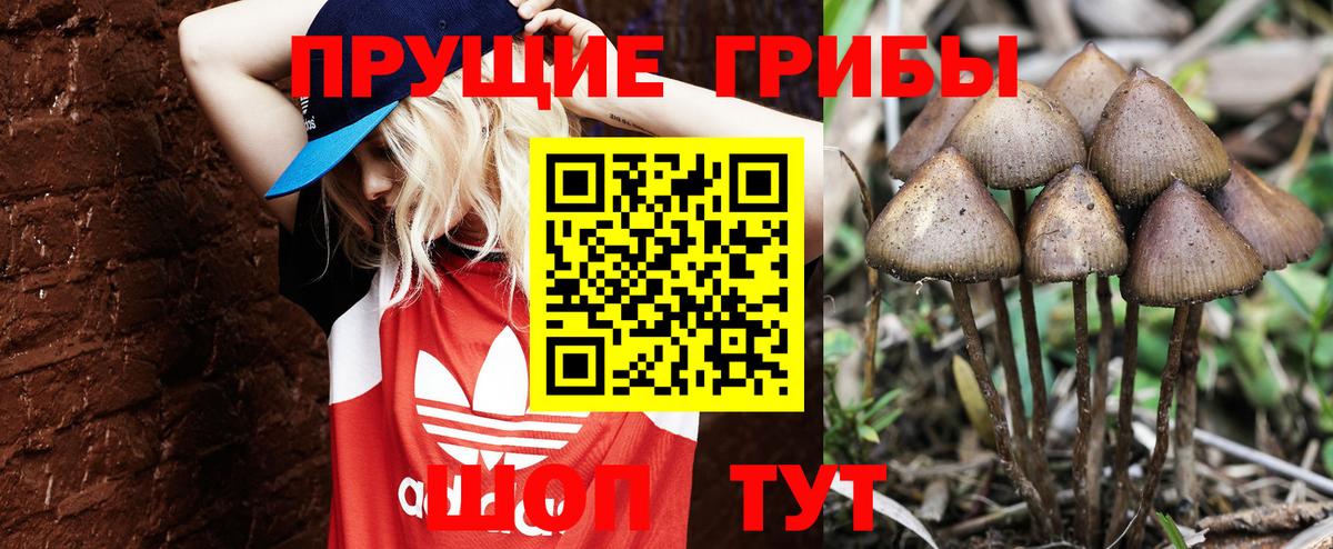 Псилоцибиновые грибы мицелий  Вход с VPN  Россия 